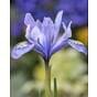 Iris Reticulata Alida ® Bulb
