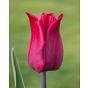 Tulip Lasting Love Bulb