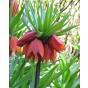 Fritillaria Crown Imperialis Rubra