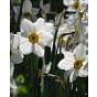 Narcissus Actaea 10/12 cm Bulb