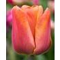 Tulipa Brown Sugar Bulbs