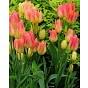 Tulip Antoinette ® Bulb