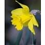 Narcissus Barenwyn Bulb