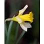 Narcissus Lobularis (Lent Lily) 6/7 Bulb