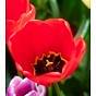 Tulip Apeldoorn Bulb