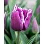 Tulip Arabian Mystery