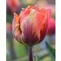 Tulip Hermitage Bulb