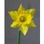 Narcissus Obvallaris (Tenby Daffodil) 10/12 Bulb