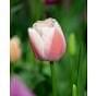 Tulip Ollioules Bulb