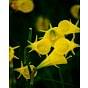 Narcissus Bulbocodium Casual Elegance