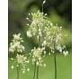 Allium Carinatum Pulchellum Album Bulb