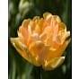 Tulip Charming Lady Bulb