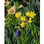 Narcissus Tete Boucle Bulb