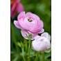 Ranunculus Aviv Rose Bulb