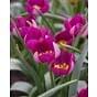 Tulip Humilis Persian Pearl 