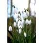 Snowdrop Galanthus Elwesii Bulb