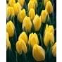 Tulip Strong Gold