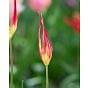 Tulip Acuminata Bulb