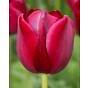 Tulip National Velvet 