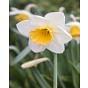 Narcissus Fragrant Breeze Bulb