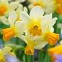 Narcissus Eaton Song