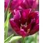 Tulip Alison Bradley