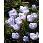 Crocus Chrysanthus Blue Pearl Bulb