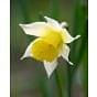 Narcissus Lobularis (Lent Lily) 