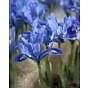 Iris Reticulata Alida ® Bulb