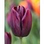 Tulip Black Jack