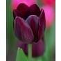 Tulip Black Bean