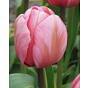 Tulip Design Impression ® Bulb