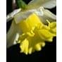 Narcissus Cornish King