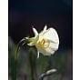 Narcissus Arctic Bells 8/9 cm 