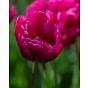 Tulip Margarita Bulb