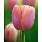 Tulip Menton Bulb