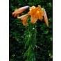Lilium African Queen Bulb