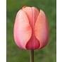 Tulip Apricot Impression ® Bulb