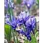 Iris Reticulata Harmony Bulb