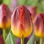 Tulip Amber Glow 
