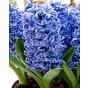 Hyacinth Aqua