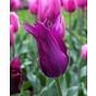 Tulip Burgundy Bulb