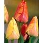 Tulip Gudoshnik Bulb