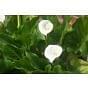 Zantedeschia Aethiopica | Autumn Planting Bulbs
