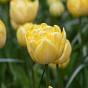 Tulipa Yellow Mountain Bulbs
