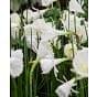 Narcissus White Petticoat