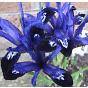Iris Reticulata Blue Note Bulb
