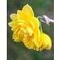 Narcissus Pencrebar Bulb