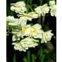 Narcissus Bridal Crown Bulb
