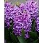  Hyacinth Purple Voice